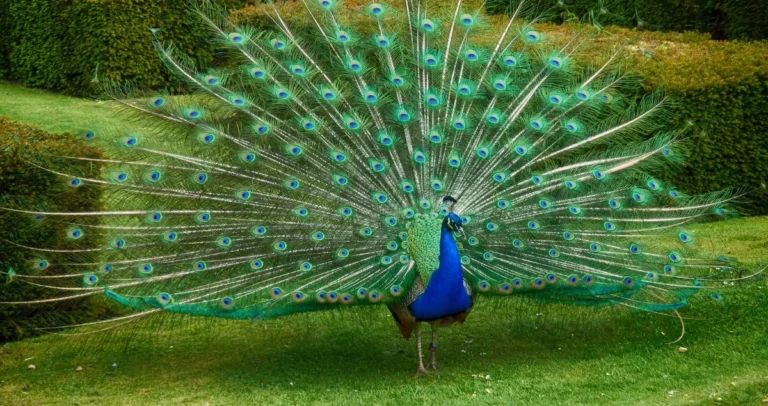 الفرق بين الكبر والعجب والتسميع 10 الفرق بين الكبر والعجب والتسميع