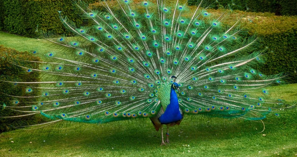 الفرق بين الكبر والعجب والتسميع