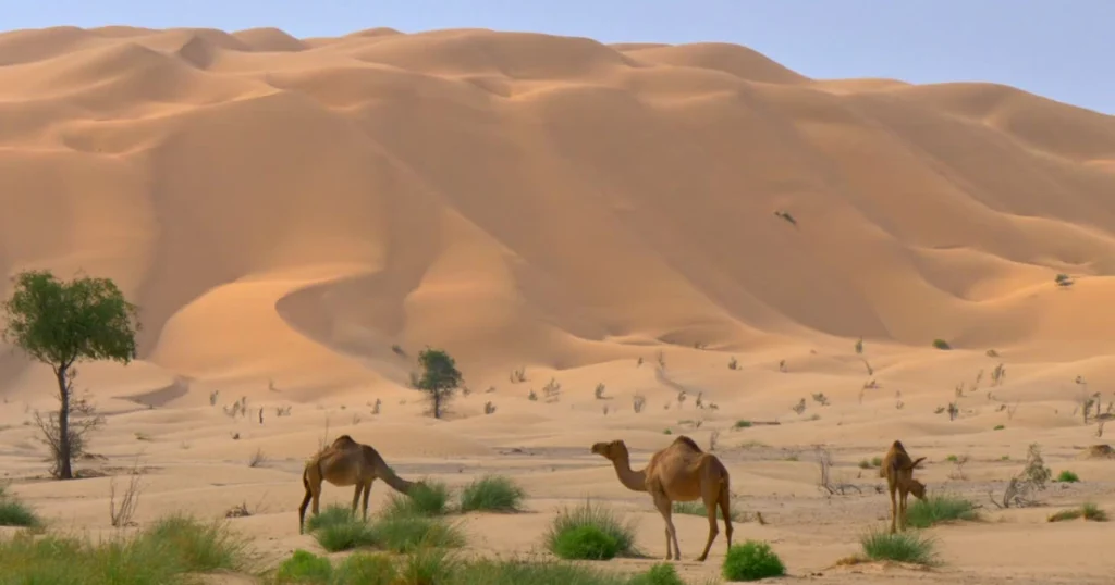 مشركون آذوا رسول الله منهم أبو عامر الفاسق 3 مشركون آذوا رسول الله منهم أبو عامر الفاسق